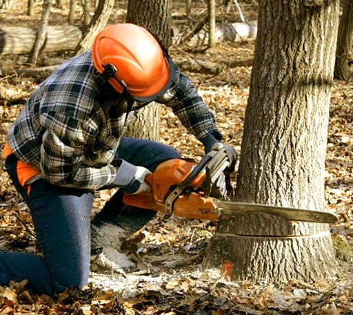 Tree Removal in Brownfield, ME